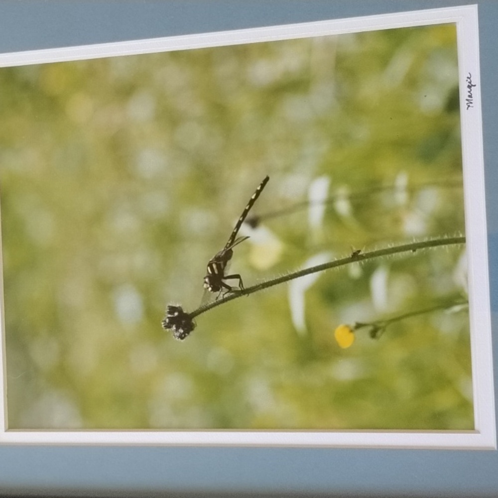Framed Photo